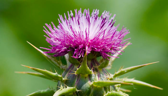 The Benefits of Milk Thistle