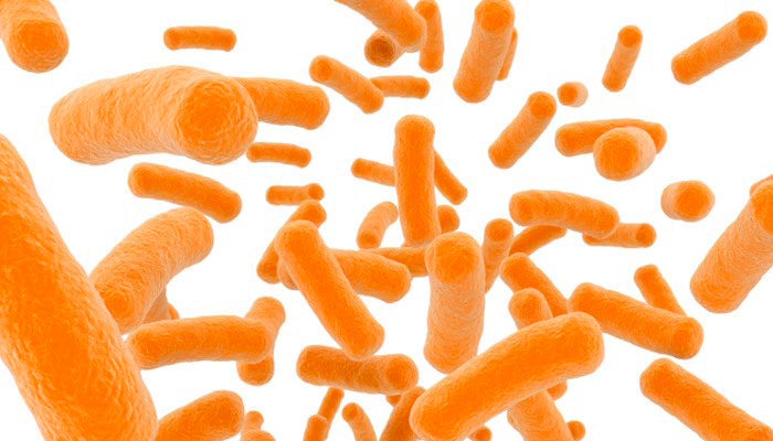 The Benefits of Probiotics